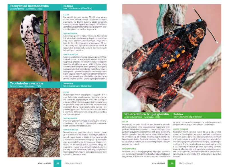 Atlas motyli zdjęcie 4