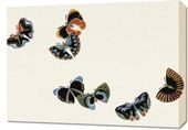 Obraz 70x50cm Butterfly 7, Sekka Japoński Vintage do Salonu