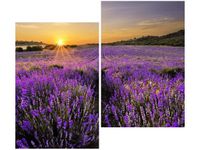 80X70CM POLE LAWENDY DUO OBRAZ