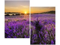 80X70CM POLE LAWENDY DUO OBRAZ