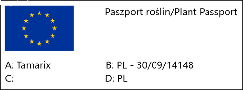 Tamaryszek francuski (Tamarix) w donmiczkach P11, wysokość 20-30 cm na Arena.pl