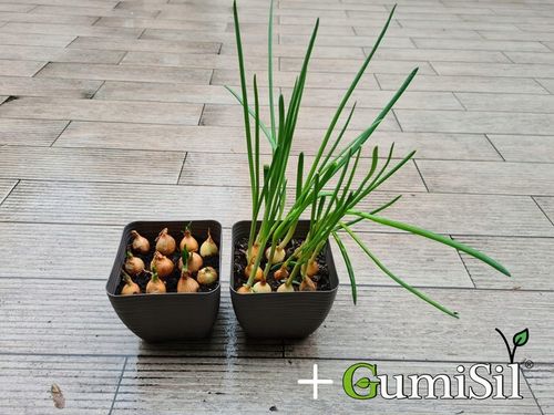 STYMULATOR DO WARZYW GUMISIL TRICHODERMA ROZSADY! EKO NAWÓZ BIOLOGICZNY TOP na Arena.pl