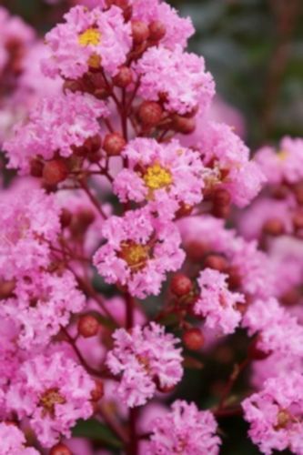 LAGERSTROEMIA EVELINE - sadzonki w doniczkach na Arena.pl