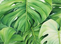 Plakat 70x50cm Tajemnice Liści