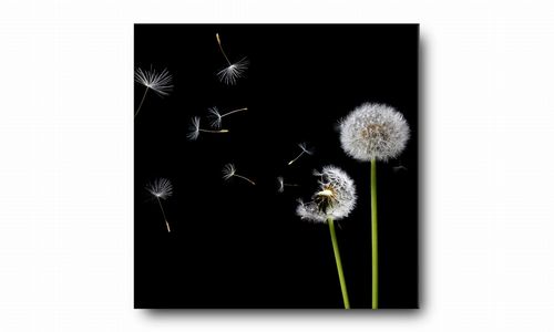 OBRAZ NA PŁÓTNIE 015 Dmuchawce 50x50cm na Arena.pl