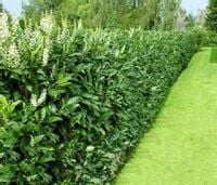 100 SZTUK M LAUROWIŚNIA WSCHODNIA CAUCASICA