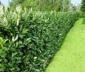 100 SZTUK M LAUROWIŚNIA WSCHODNIA CAUCASICA