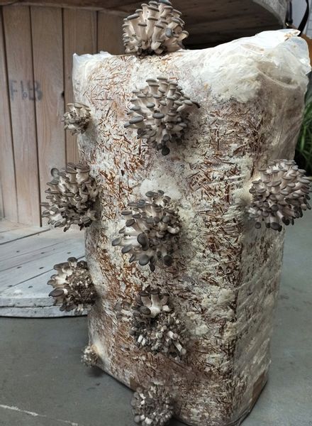 GRZYBNIA BOCZNIAKA DUŻY BALOT kostka około 15kg zdjęcie 13