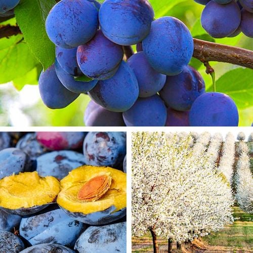 SADZONKI DRZEWKA OWOCOWE ŚLIWA WĘGIERKA ZWYKŁA SAMOPYLNA ODMIANA na Arena.pl