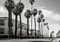 Plakat 100x70cm Spacer w Cieniu Palm