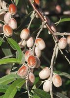 OLIWNIK WĄSKOLISTNY Eleagnus angustifolia - NASIONA 60 sztuk - 10g.