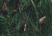 FOTOTAPETA widok las iglasty szyszki liście wymiar