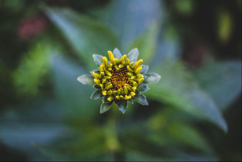 Pąk – plakat premium 70x50 cm zdjęcie 1