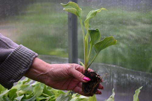 Funkia Diamond Lake - Hosta sieboldiana na Arena.pl