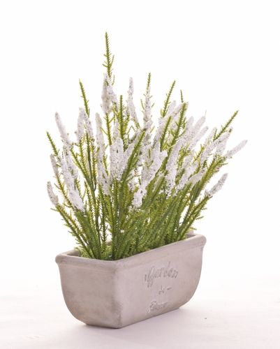 Wrzos biały w donicy na Arena.pl