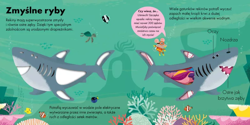 Jak to działa? Rekin zdjęcie 2