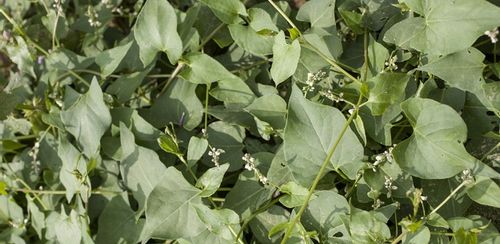 ROUNDUP RANDAP NA CHWASTY chwastobójczy glifosat środek koncentrat 1L BAYER na Arena.pl