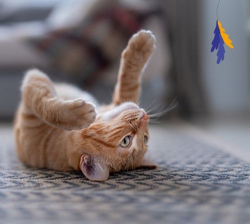 Animal Island 40x85g Wołowina Kurczak Indyk Ryba Mokra Karma dla Kota na Arena.pl