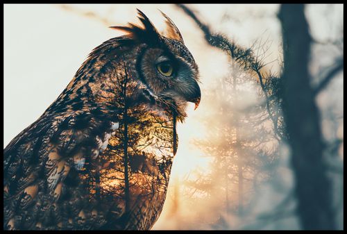 Plakat 91,5x61cm Sowi Duch na Arena.pl