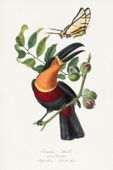 Plakat 20x30cm Tukan, Paul Gervais Vintage do Salonu