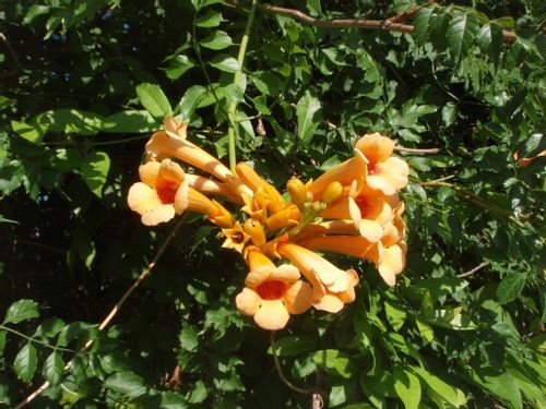 Frezje Milin amerykański Judy P9 na Arena.pl