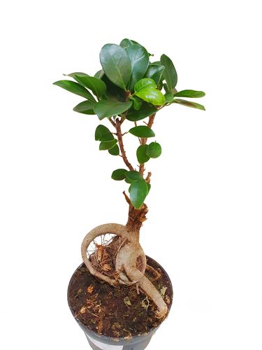 Bonsai Fikus Microcarpa  GINSENG 30 cm na Arena.pl