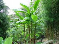 Bananowiec Musa Basjoo sadzonki P15