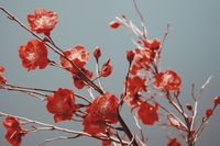 Plakat 91,5x61cm Szkarłatna Wiosna