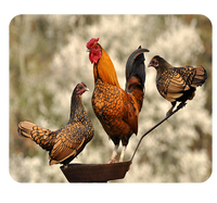 Podkładka pod myszkę Kury