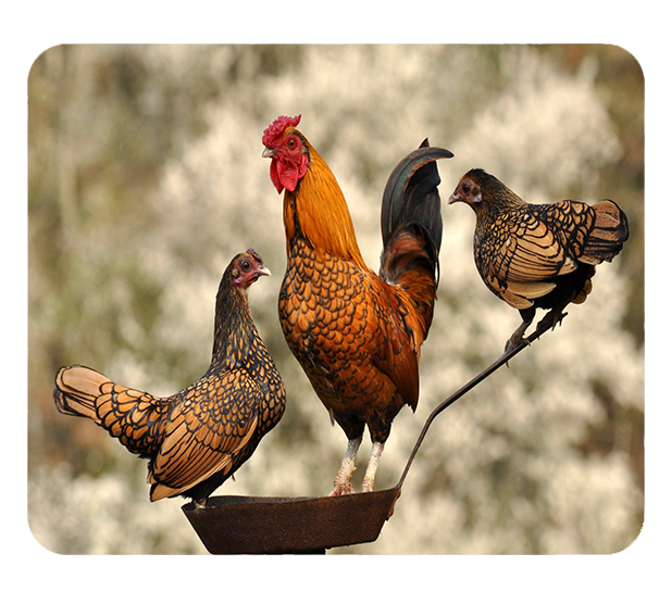 Podkładka pod myszkę Kury zdjęcie 1