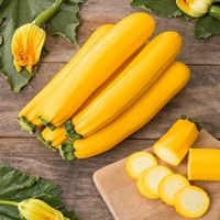 Kabaczek Złoty Cepelin Plenny Odporny Na Mącznika 5G