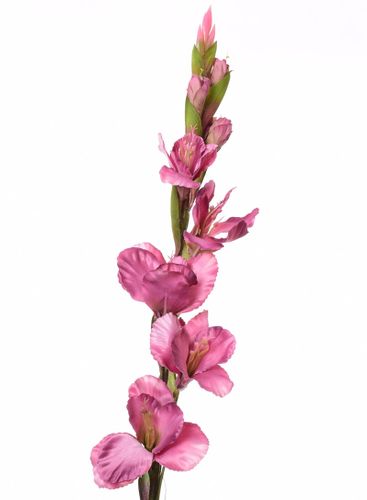 Mieczyk fioletowy 84cm na Arena.pl