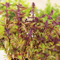 Bazylia Cynamonowa Do Ciast Serów Kanapek Jednoroczna Ocimum Basilicum Cina