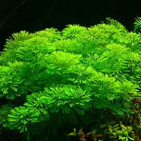 Łatwa Limnophila Sessiliflora Rośliny do akwarium