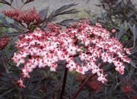 BEZ CZARNY Black Lace - sadzonki w doniczkach