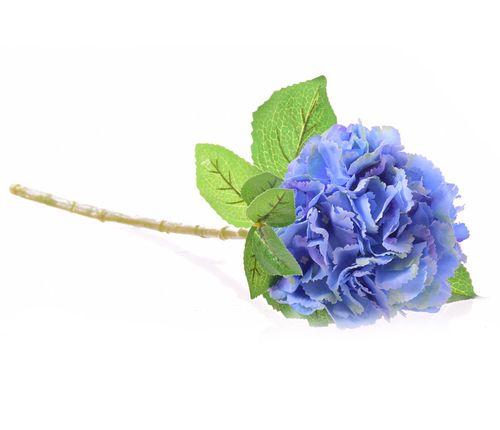 Hortensja pojedyńcza niebieska na Arena.pl