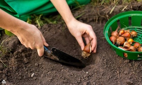 ZIEMIA UNIWERSALNA Do KWIATÓW warzyw OGRODOWA 65L Z NAWOZEM wysiew na Arena.pl