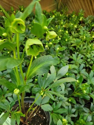 Ciemiernik 'Winter Bells' sadzonka 2l. na Arena.pl