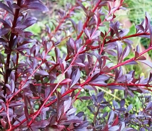 P9 BERBERYS RED CHIEF zdjęcie 1