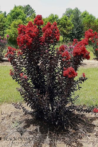 Lagerstroemia Black Diamond - Red Hot C2 na Arena.pl