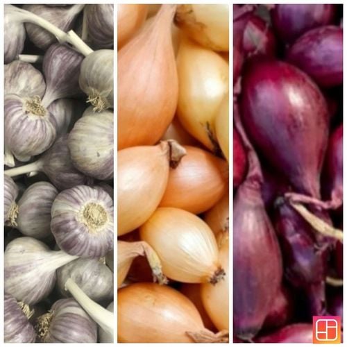 ZESTAW Cebula dymka zimująca 750g i Czosnek zimowy Harnaś 10 główek na Arena.pl