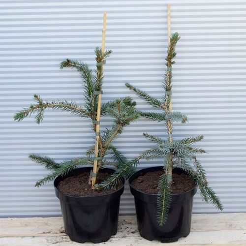 Świerk serbski PENDULA Picea omorika Płaczący na Arena.pl