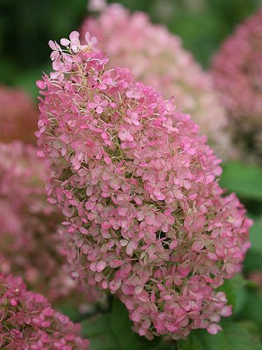 Hortensja bukietowa Bobo ® P9 E na Arena.pl