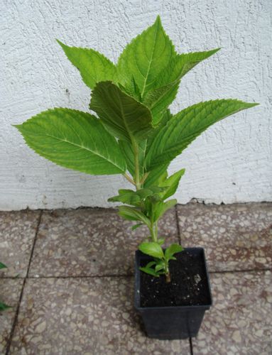 HORTENSJA NIKKO BLUE - sadzonki w doniczkach na Arena.pl
