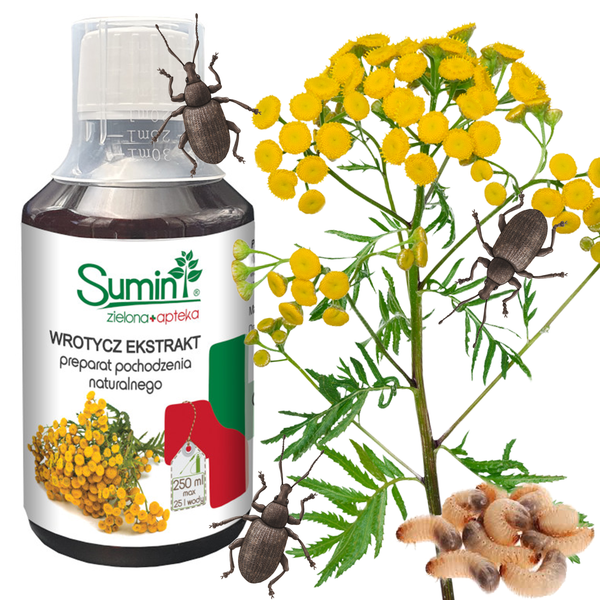 SUM25 SUMIN WROTYCZ EKSTRAT 250ML zdjęcie 1