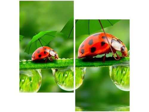 60X60CM BIEDRONECZKI DWU OBRAZ ŚCIAN na Arena.pl