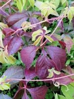 Winobluszcz szybko rosnące na altany i murki