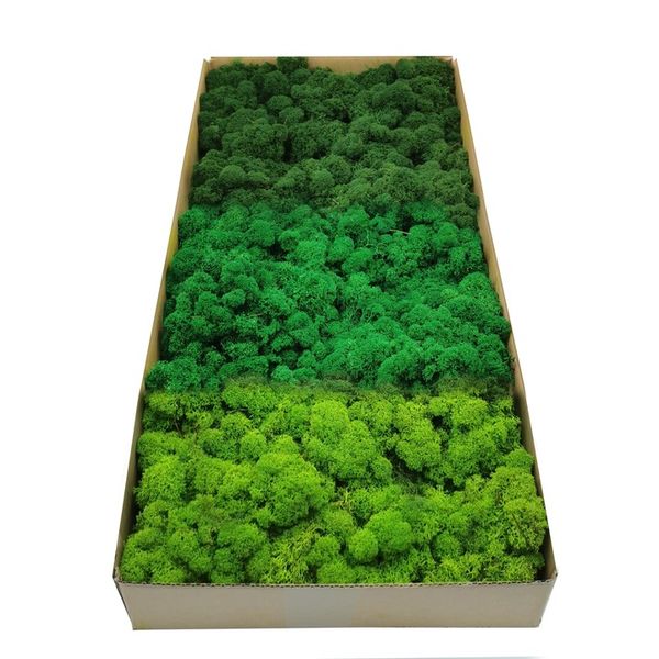 Mech chrobotek dekoracyjny 3 KOLORY zdjęcie 1