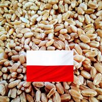 PSZENICA 25KG polska pszenica paszowa dla kur gołębi zanęta ziarno zboże