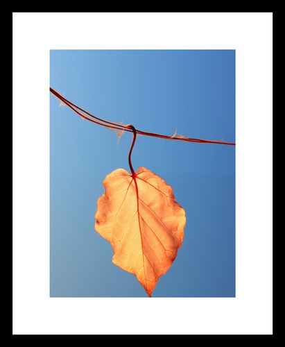 Plakat 15x20cm Ostatni Liść na Arena.pl